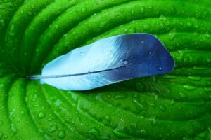 子宮頸がんの上皮内新生物に対する保険はどう選ぶべき？