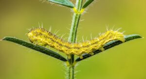 上皮内新生物と悪性新生物の違いは何ですか？